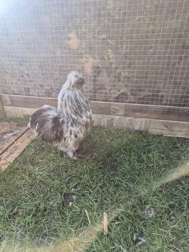 Preview of the first image of Silkie blue splash cockerel and white silkie chicken.