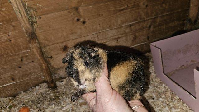 Preview of the first image of 14 week old female Guineas looking for new homes.