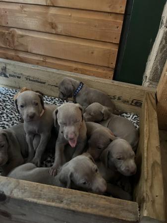 Image 5 of Weimaraner puppies ready to leave on the 12th June