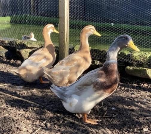 Image 1 of Top Quality Saxony Ducks for Sale!