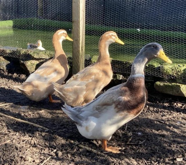 Preview of the first image of Top Quality Saxony Ducks for Sale!.