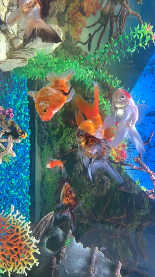 Preview of the first image of Cold water oranda fish and set up.