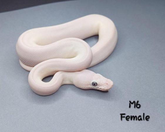 Image 27 of Various Hatchling Ball Python's CB23 - Availability List