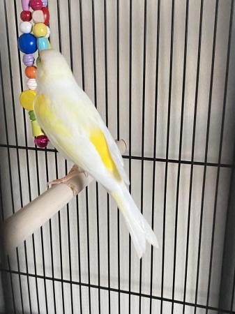 Image 4 of Mosaic male canary for sale