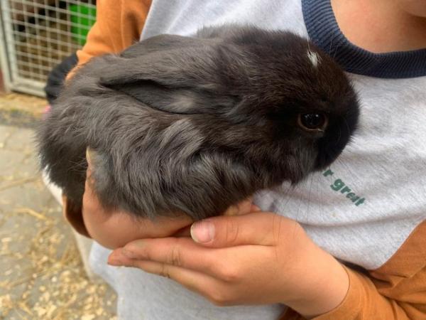 Image 4 of 5 lovely Pure breed mini lops