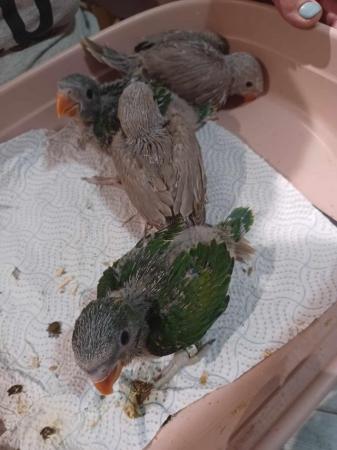Image 4 of Moushtache parakeets. Handreared from 7 days old