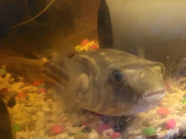 Image 1 of Giant fahaka puffer fish 12inches