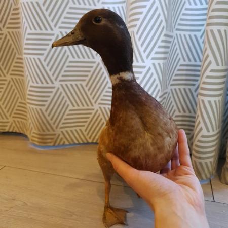 Image 2 of Young Call Duck Drake Pet Quality