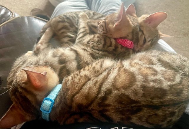Image 4 of Ready now bengal kittens 17 weeks old