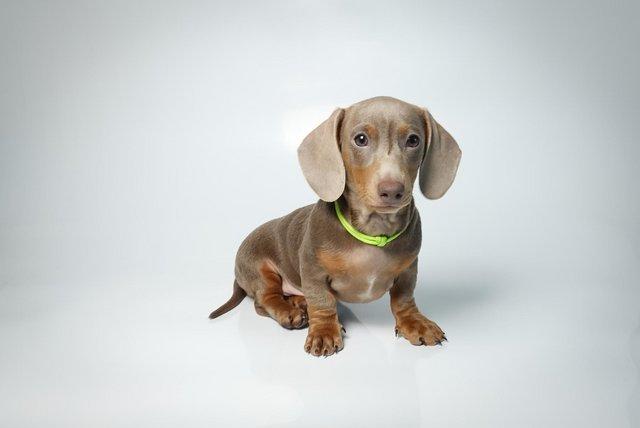 Image 4 of KC; PRA CLEAR Miniature Dachshund Isabella puppies