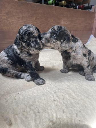 Image 8 of MERLE MINIATURE LABRADOODLE PUPPIES