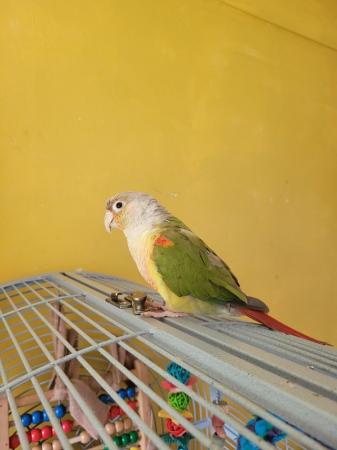 Image 3 of Hand tame conure parrot