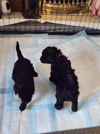 Standard Poodle Puppies Mixed litter for sale in York, North Yorkshire - Image 15