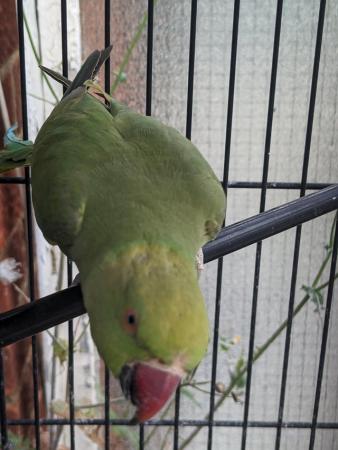Image 1 of Indian Ringneck beautiful female parrot ! available for Sale