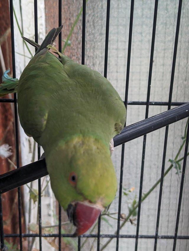 Preview of the first image of Indian Ringneck beautiful female parrot ! available for Sale.