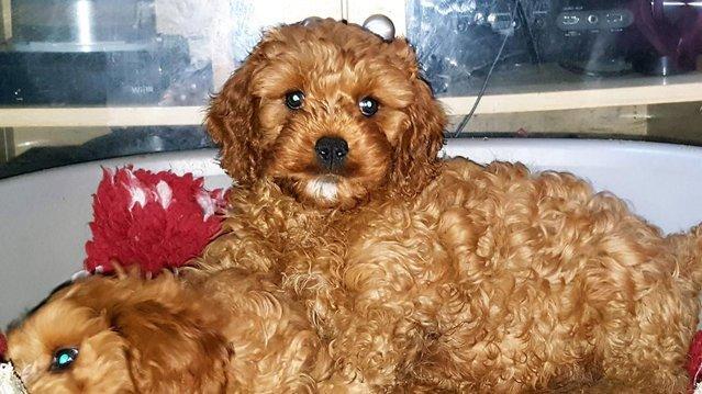 Image 33 of RED KC REG TOY POODLE FOR STUD ONLY! HEALTH TESTED