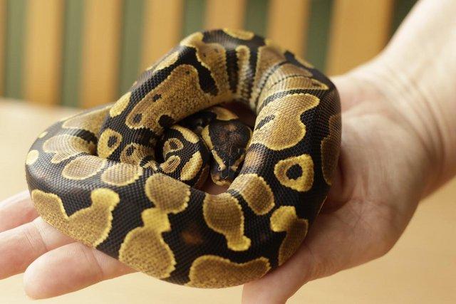 Image 3 of Royal Python Yellow Belly/Spark CB22