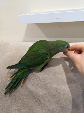 Image 7 of Hand reared talking Australian Superb parrot