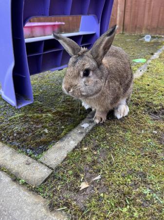 Image 1 of Mini lop rabbits for sale