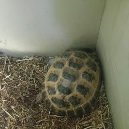 Image 2 of 3-5 year old Horsefield Tortoises