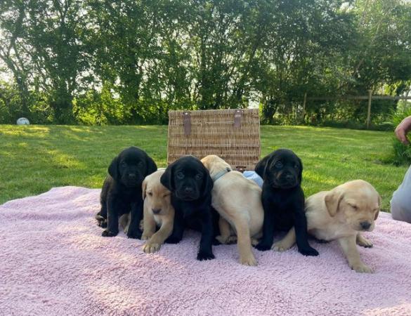 Image 12 of Beautiful kc Red and Black labrador puppies