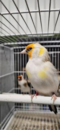 Image 5 of Mutation siberian goldfinches split pied white nails