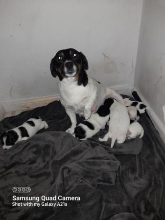 Image 5 of 1 Beautiful black and white jack russell girl left
