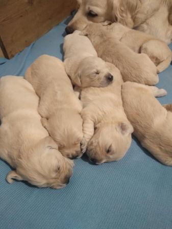 Image 3 of Golden retriever puppies for sale