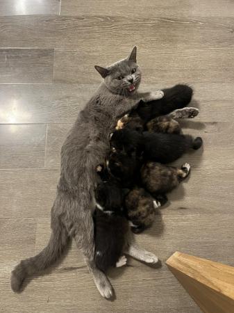 Image 3 of British blue shorthaired X kittens