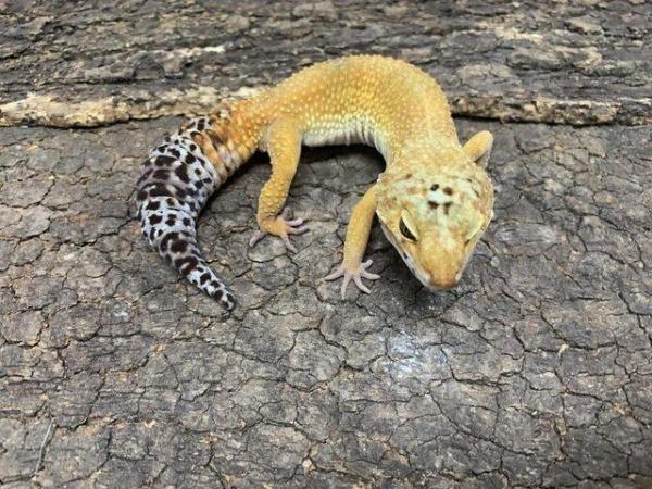 Image 5 of Super Hypo Leopard Geckos.........