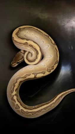 Image 2 of Female ball python cute girl python