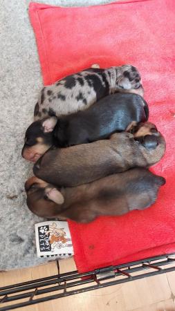Image 4 of Long haired miniature dachshund puppies