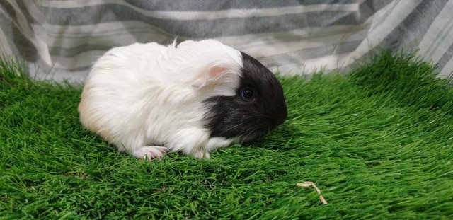 Image 3 of I have for sale Boar (Male) Guinea Pigs