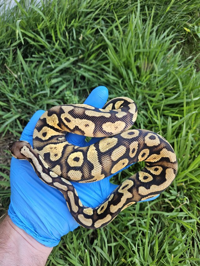 Preview of the first image of 2023 Female Yellowbelly Pastel 100% Het Clown 66% Het Pied.