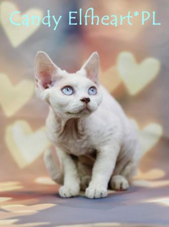 Image 8 of Devon Rex Candy boy for small home breeding