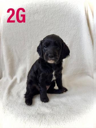 Image 17 of F2 Cockapoo Puppies Pra & Fn Clear  REDUCED