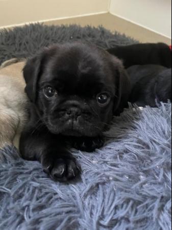 Image 9 of Gorgeous KC Registered Pug Puppies
