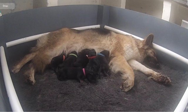 Image 5 of KC German Shepherd puppies, Exceptional litter