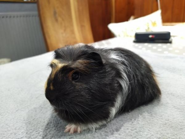 Image 3 of Female pair of baby Silkie coronet guinea pig baby for sale