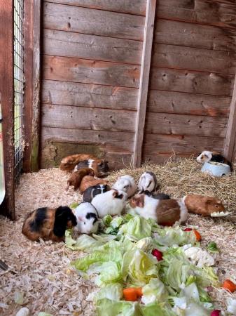 Image 3 of 8 week old guinea pigs ready for new hutches