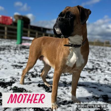 Image 6 of Stunning 3rd generation boxer puppies