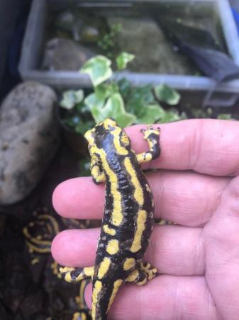 Image 6 of Fire salamanders lovely looking