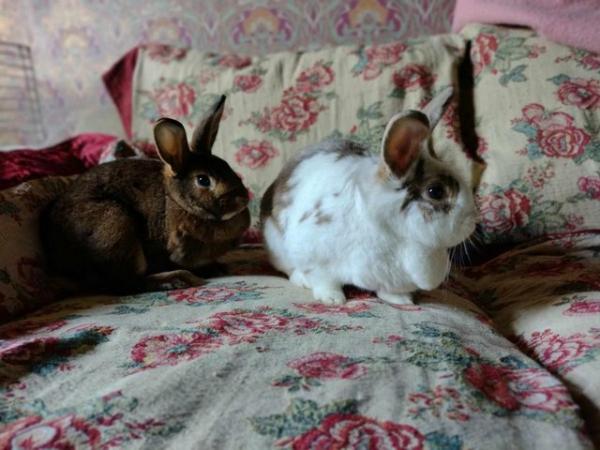 Image 4 of Lop cross Belgian Hare Sisters to find a home together