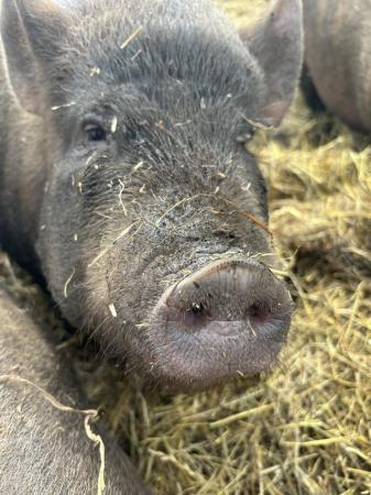 Image 1 of New home needed for two Kunekune x pot belly pigs