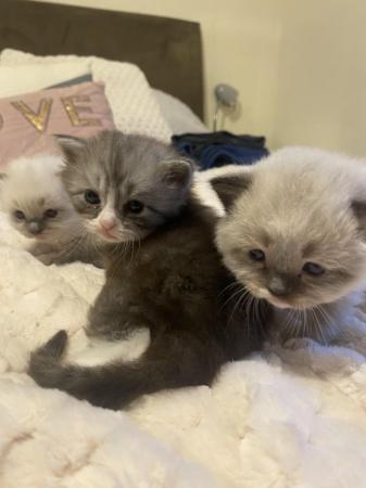 Image 2 of Last one now available Ragdoll x Persian kittens