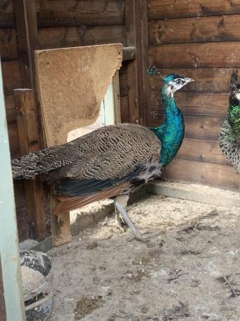 Image 2 of X3 Indian Blue Peacock 1 year old