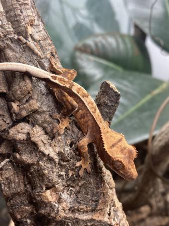 Image 2 of Unsexed juvenile crested gecko