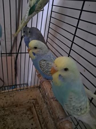 Image 7 of Young hand tamed baby budgies for sale