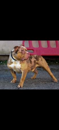 Image 11 of Pocket bulldogs forsale reduced