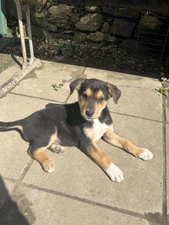 Image 5 of Collie/ Huntaway pups for sale.